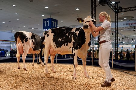 EuroTier 2022: ‘TopTierTreff’ - Международная генетика крупного рогатого скота в зале 11