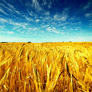 Экспорт и импорт белого золота - ситуация по пшенице в РФ и мире